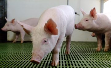 Situación mundial de la Peste Porcina: ¿Qué estamos haciendo para prevenir?