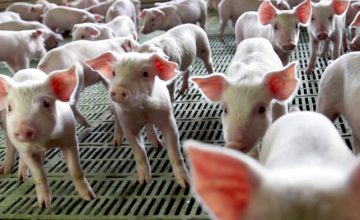 アフリカ豚コレラ（ASF）は世界の食 肉市場にどのような影響を与えている のかに関するレビュー