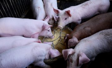 Full review of the effects of African Swine Fever on the global meat market