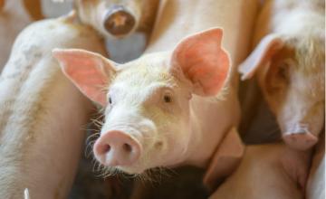 チリ農牧庁（SAG）と豚肉業界は官民一体 となってアフリカ豚コレラ対策について施 策を講じてきており、病原の侵入を防ぐこ とに成功している。