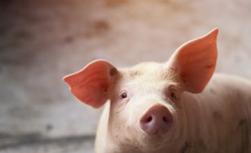 Actualización Peste Porcina Africana, PPA: Propagación presenta giros en las últimas semanas