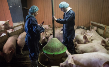 José Manuel Sánchez Vizcaíno: “El sistema mixto de vigilancia se ajusta perfectamente a la industria porcina chilena”