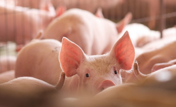 아프리카 돼지열병(ASF)의 칠레 유입을 막기 위한 조치를 2020년 새해를 기점으로 강화