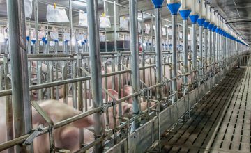 Pork industry companies implement biosecurity technology to prevent the entry of asf and the spread of COVID-19