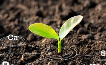 En Chile la industria productora de carnes blancas apoya a 10.000 agricultores a través de diversas prácticas de economía circular y biofertilizantes