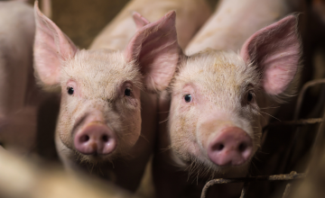 2022年前期のチリ産豚肉の輸出と年末に向けての世界予測