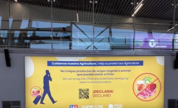 Debutó campaña en el Aeropuerto Internacional Nuevo Pudahuel para prevenir ingreso de enfermedades como la PPA a Chile