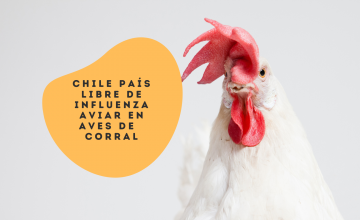 Chile país libre de influenza aviar en aves de corral