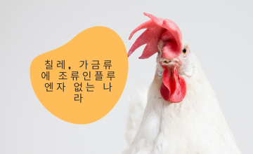 칠레, 가금류에 조류인플루엔자 없는 나라