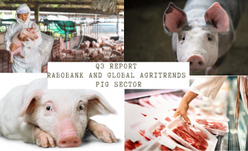 Rabobank and Global AgriTrends: the economic slowdown will determine the direction of the global pork industry