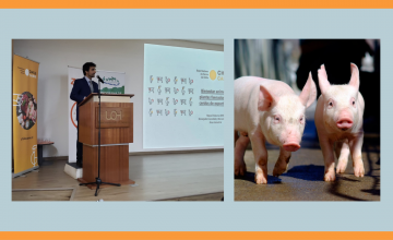 Pig welfare workshop: A comprehensive farm-to-processing approach in Chile